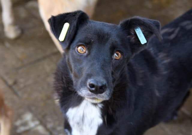 BROOKE - reserviert Tierheim Ahrweiler