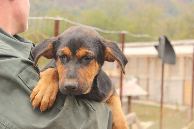 MALEA - reserviert Tierheim Andernach