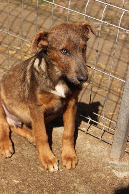 JODY reserviert Tierheim Koblenz