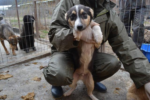 PEET  reserviert Tierheim Koblenz