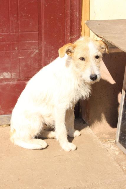 SOOKIE reserviert für Pflegestelle (Dr)