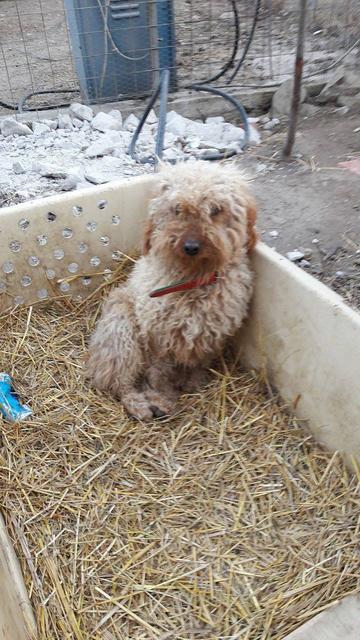 HUBI  reserviert Tierheim Koblenz