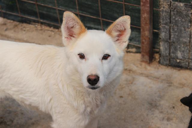 PRIMEL - reserviert Tierheim Ahrweiler