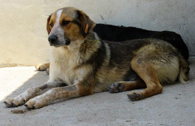 DOBBY - reserviert Tierheim Koblenz