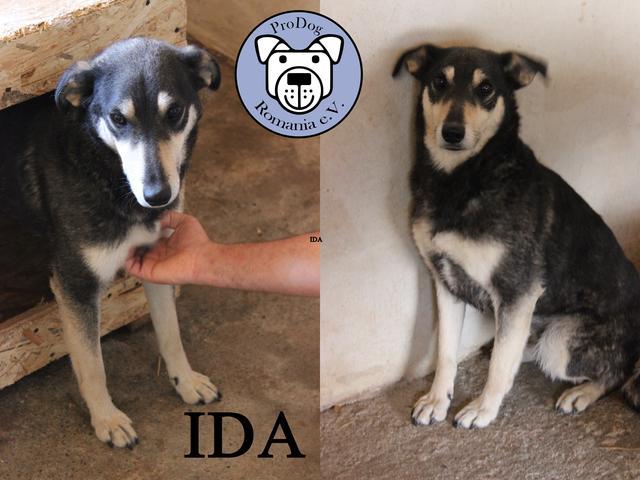 IDAA - mehr als 2 Jahre im Tierheim res. PS J&N