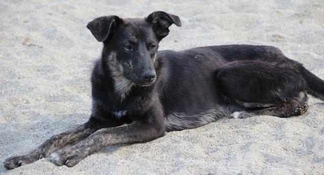 MAGGIE - reserviert Hamburger Tierschutzverein