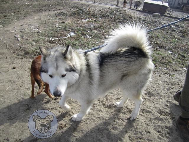 SASCHA - reserviert für 4Animals