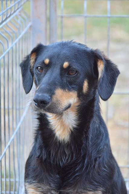 TOMBO - mehr als 1,5 Jahre im Tierheim - reserviert für Pflegestelle (Dr)