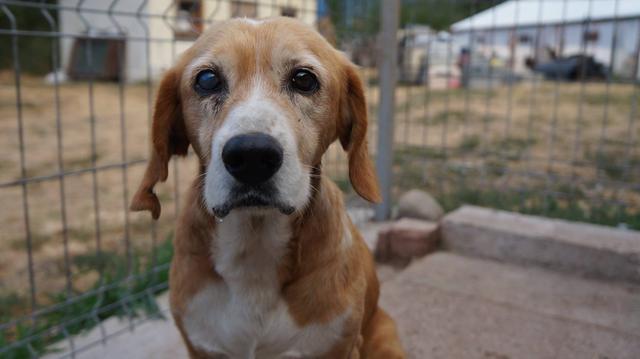 MARVIN - reserviert Tierheim Koblenz