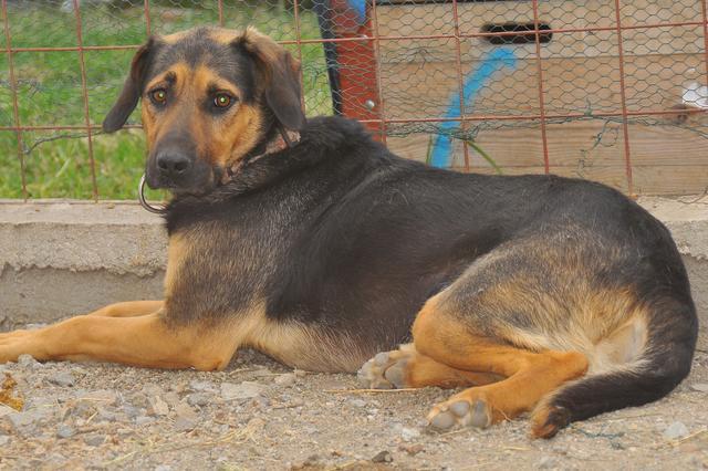 ROCKY - ein traumhafter Kumpel - reserviert!