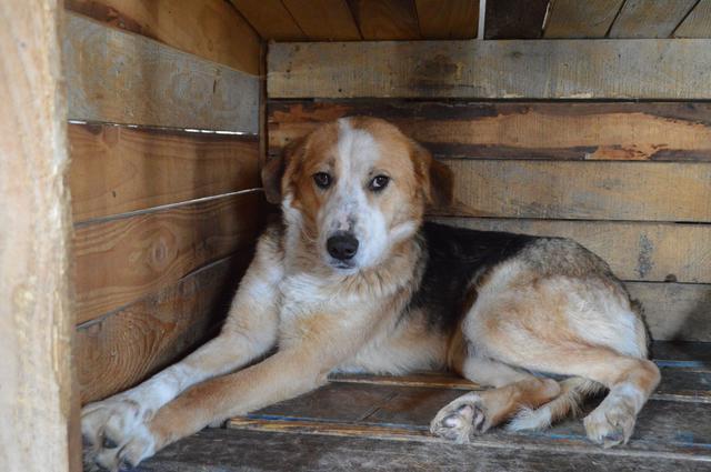 ZOE - reserviert für Casa Animale (Ti)