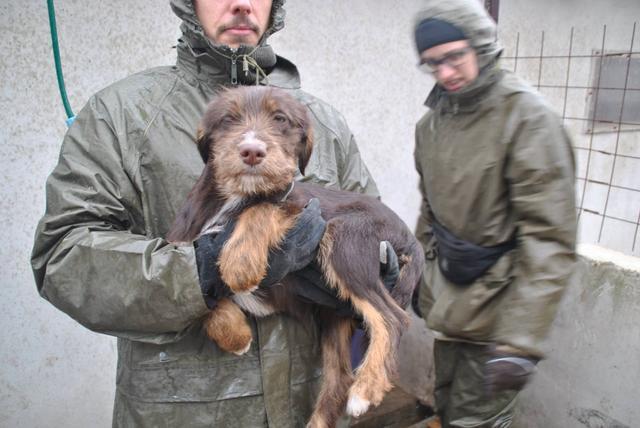 SINA - reserviert Tierheim Koblenz