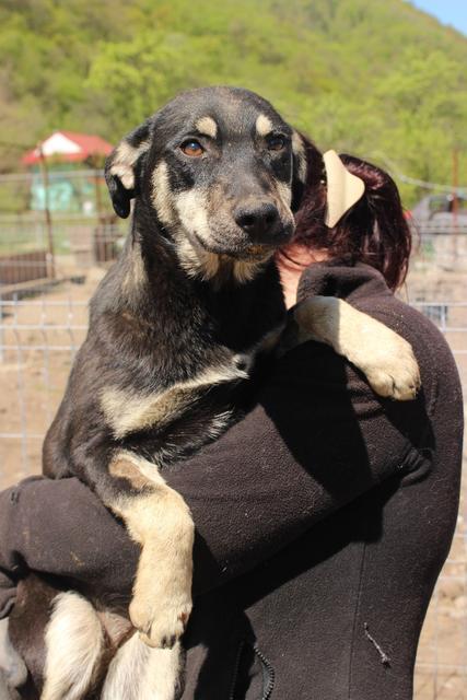 SAMS - reserviert Tierheim Koblenz