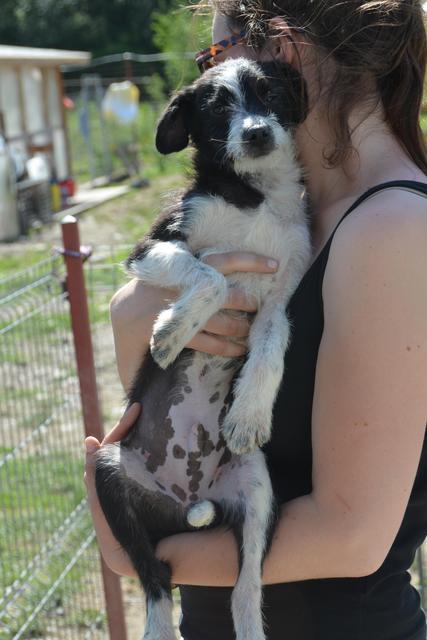 PIET - reserviert Tierheim Koblenz