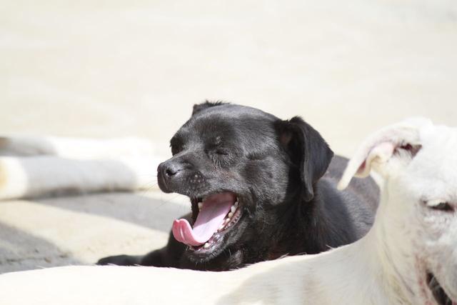 PAULI- reserviert Hundehilfe Salzgitter