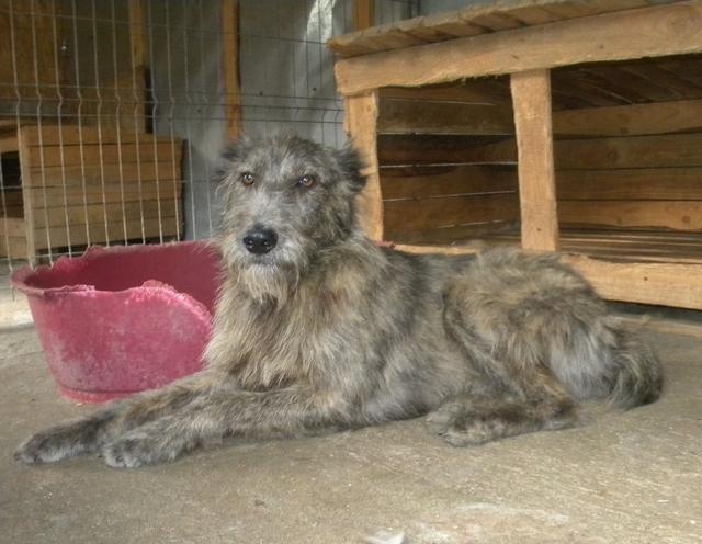 GANDALF - reserviert Tierheim Koblenz