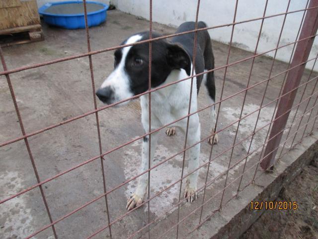 PACO - reserviert Hamburger Tierschutzverein