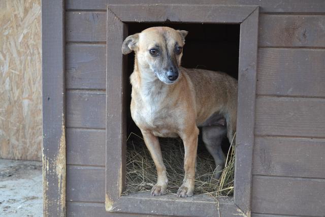 BERNADETTE - reserviert Tierheim Koblenz