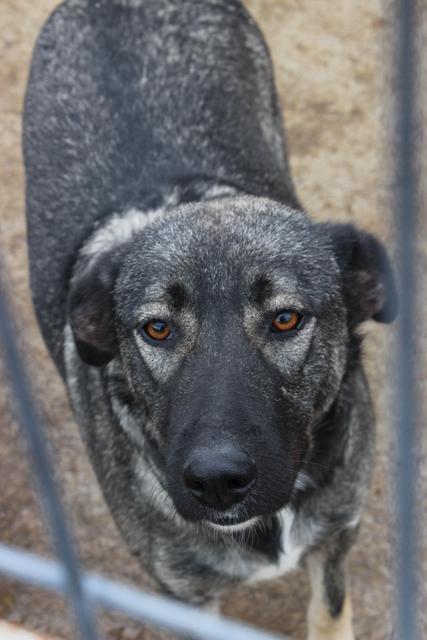 JUNI - reserviert Tierheim Koblenz