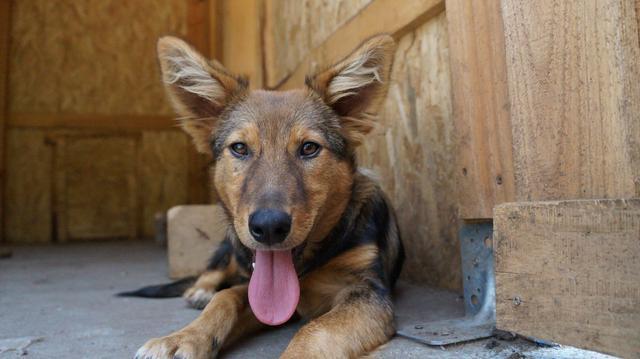 ALPHA - reserviert Hundehilfe Salzgitter