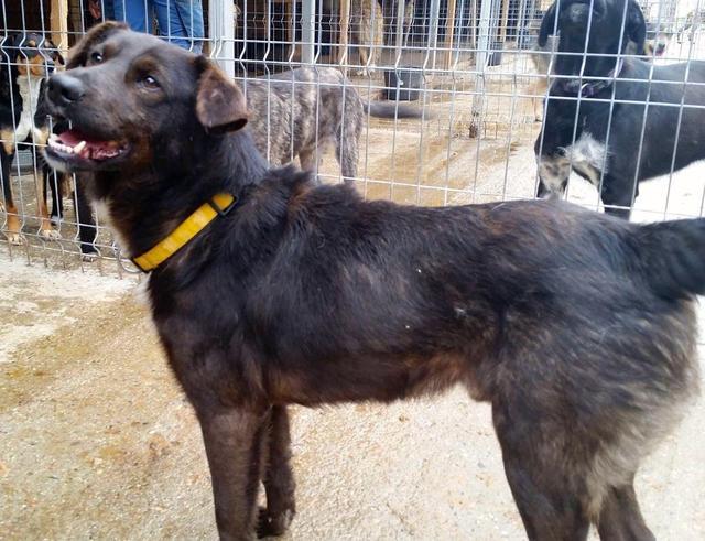 KABA - reserviert Tierheim Koblenz