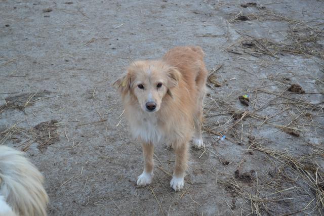 MUFFIN - reserviert Tiere brauchen Freunde