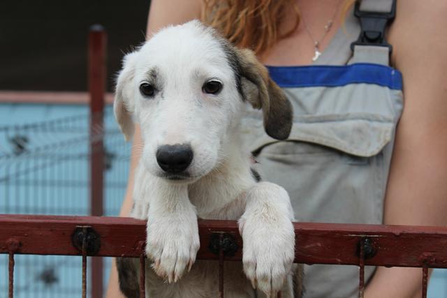 FELLOW - reserviert Hundehilfe Salzgitter