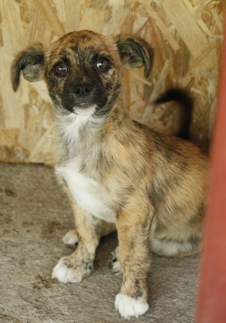 MÄXCHEN - reserviert Tierheim Tuttlingen