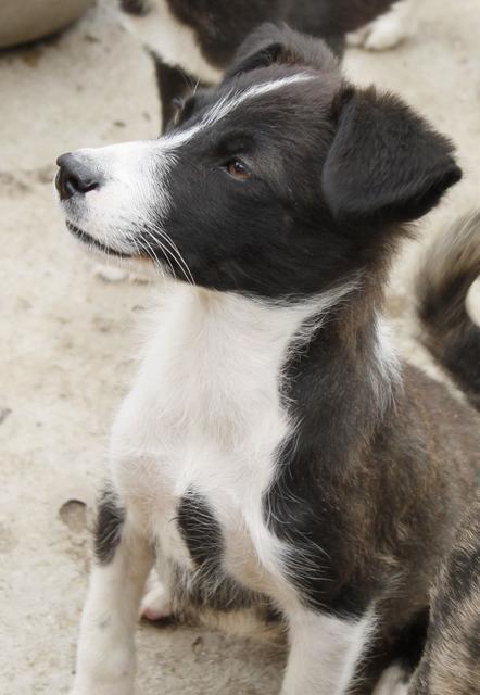 KALEA - reserviert Tierheim Tuttlingen