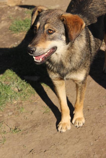 RICARDO - reserviert Tierheim Tuttlingen