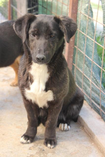 EBONY - reserveirt Tierheim Tuttlingen