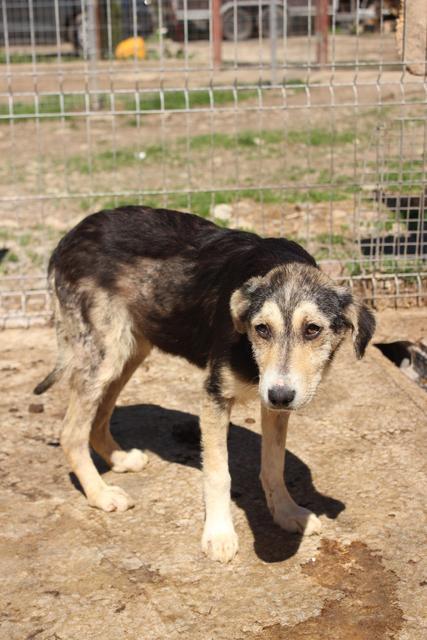 TIRA - hat abgebaut... - reserviert Tierheim Tuttlingen