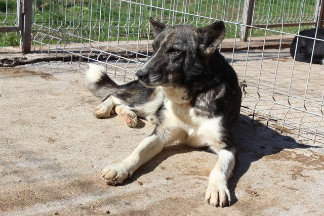 LUPIN - schon zwei Jahre im Tierheim...