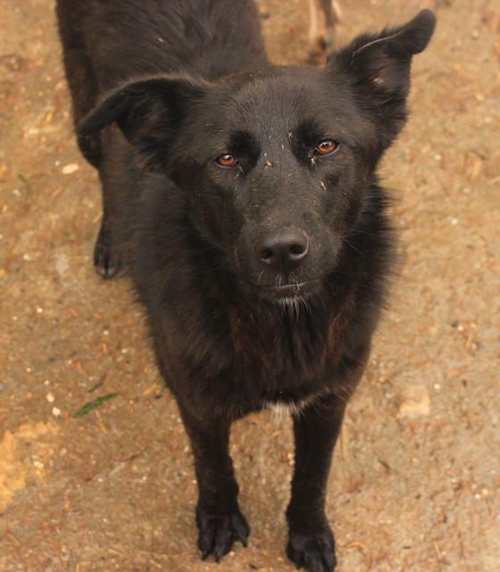 MOKKA - reserviert Tierheim Filderstadt