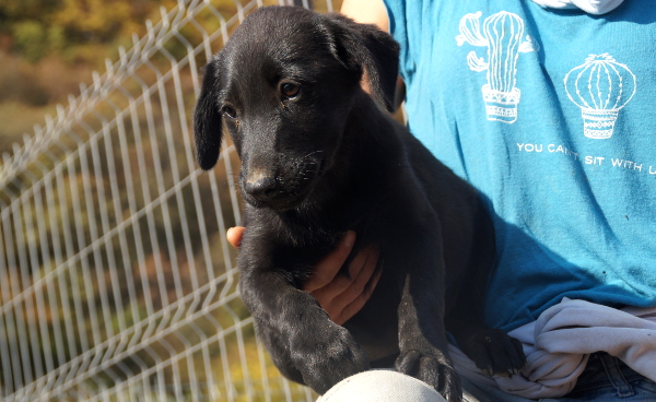 DIARA - reserviert Hundescheune Fläming