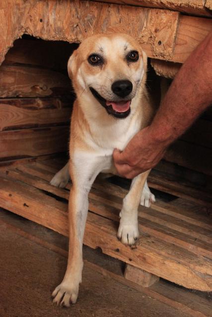 DORRIT - reserviert Tiere brauchen Freunde