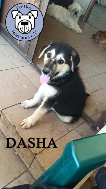 DASHA - reserviert Tierheim Tuttlingen