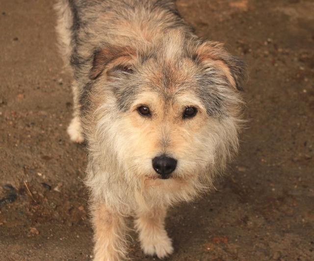 LOUIS - 45/50 - Terrier-Mix - reserviert Koblenz