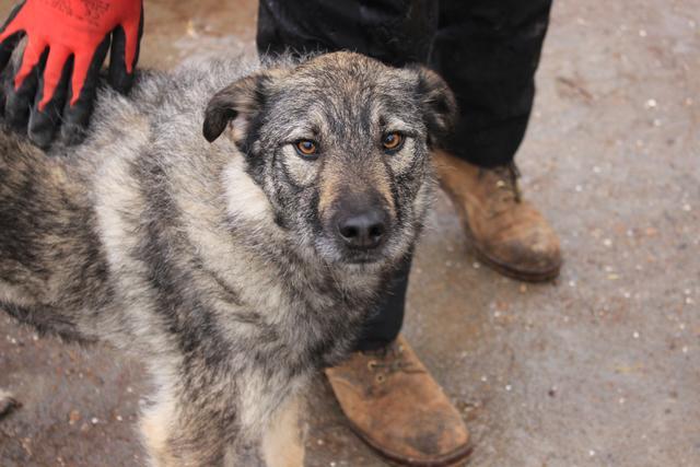 FRANCO - seit Welpenalter Dezember 2016 im Tierheim - reserviert TH Koblenz