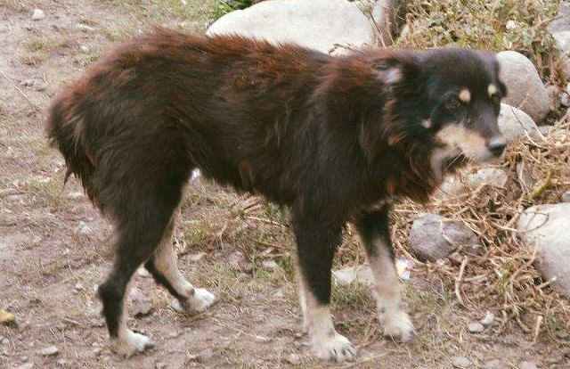 ISOBEL - reserviert ProVitaAnimale