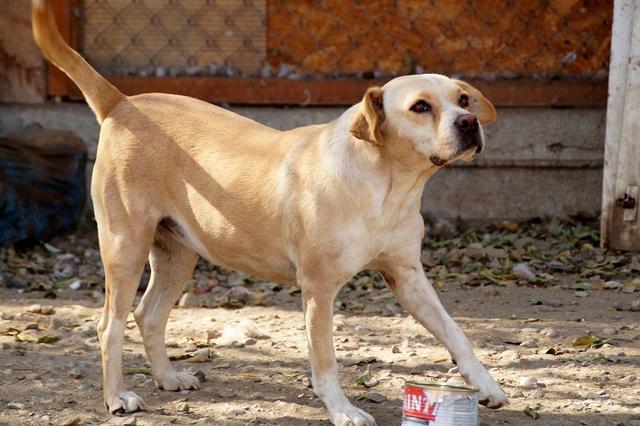 TESSI - 40/45 - Beagle-Mix - reserviert ProVitaAnimale