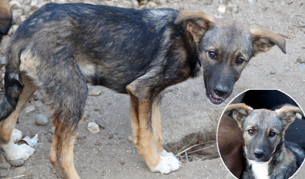 LAIKA - reserviert Tierhilfe Lebenswert e.V. (MP)