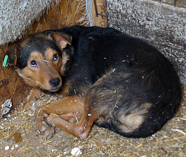 MANNY - über 1 Jahr im Tierheim  res. PS J&N