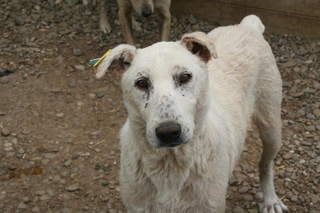 ARTAX - reserviert Tierhilfe Lebenswert e.V. (MP)