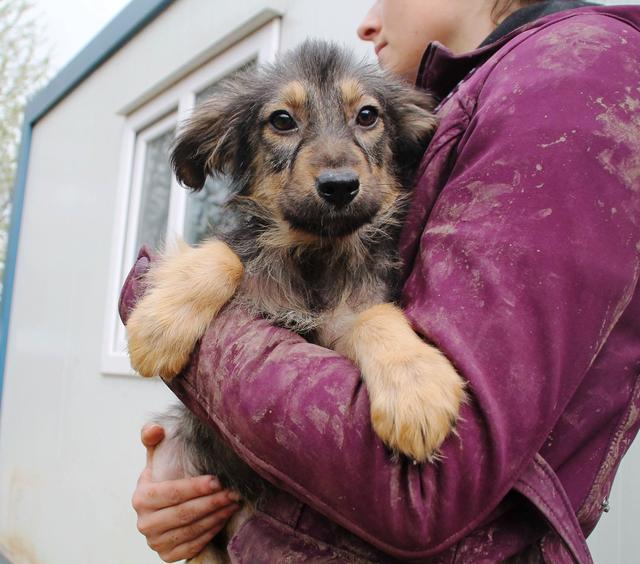 FIENE - reserviert Tierhilfe Lebenswert e.V. (MP)