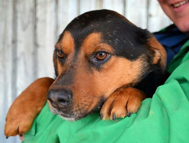 SANDRO - unter 45 - sehr zutraulich - seit 2,5 Jahren im Tierheim - reserviert 4Animals