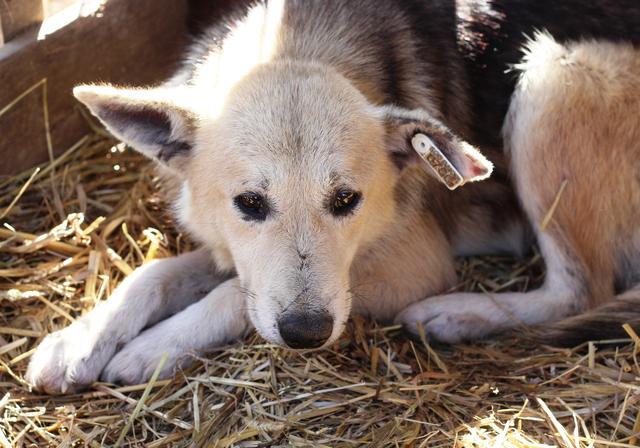 TRAVIS - reserviert Tierhilfe Lebenswert e.V. (MP)