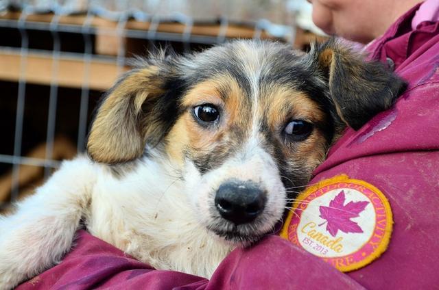 ZISKA - reserviert Tierhilfe Lebenswert e.V. (MP)