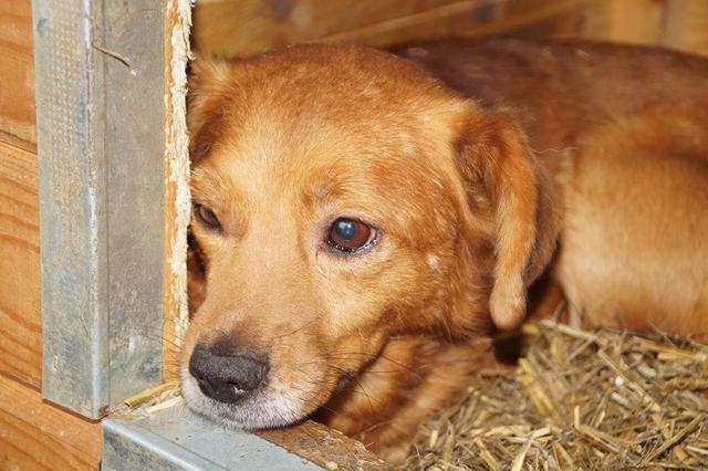 ERIN - reserviert Tierhilfe Lebenswert e.V. (MP)