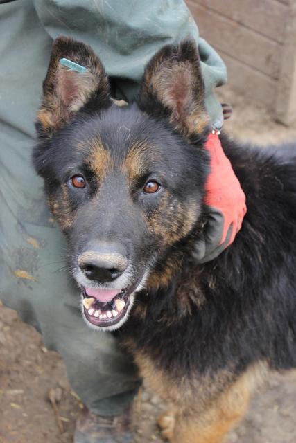 GUSTAV* - reserviert Tierheim Koblenz